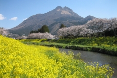 湯布院／春の由布岳