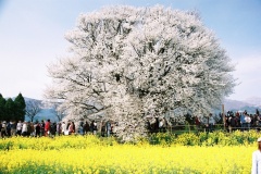南阿蘇／一心行の桜